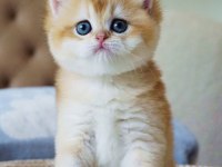 Şampiyon Soydan Gelen Golden British Shorthair 