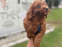 Toy poodle yavrularim ev üretimi