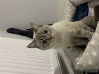 British longhair oyuncu