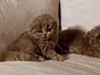 Saf Kan Scottish Fold
