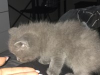 DÜNYA TATLISI MİNNOŞŞ KEDİLERİME YENİ YUVA ARIYORUM