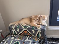 Safkan A kalite british shorthair golden yavrular