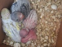 30-35 günlük erkek yavru muhabbet kuşları