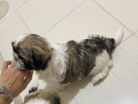 2 aylık shih tzu yarı fiyatına