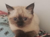 Minik british shorthair patiler