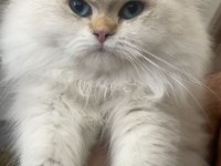 8 aylık 1 dişi ve 1 erkek British Longhair