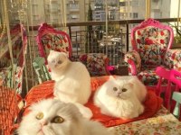 3 YETİŞKİN KALİTELİ DİŞİ ANTALYA BRİTİSH