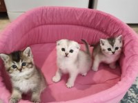 A kalite british shorthair yavrular