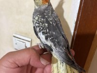 TAM 57 GÜNLÜK FULL EVCİL KUSURSUZ BEBEK SULTAN