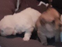 Terrier yavruları