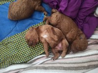 Son iki erkek poodle yavrumuz