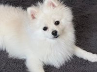 10 Aylık Safkan Kore Pomeranian Boo