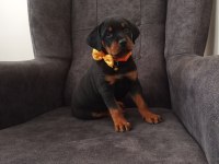 Rottweiler yavrumuz