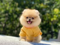 Pomeranian Boo safkan ayı surat bebeklerim