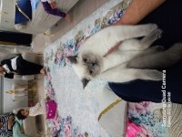5 aylık erkek british shorthair oğlumuz yeni yuvasını arıyor