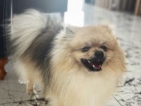 erkek eğitimli pomeranian boo
