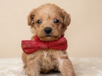Antialerjenik Maltipoo Bebekler