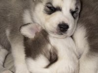 Sibirya Kurdu Husky Yavru