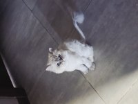 Sahiplendirme Longhair Kedimiz