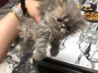 2 dişi ve 1 erkek safkan chinchilla yavrularımız 2 aylık
