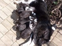 Border collie 3 aylık