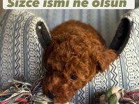 Harika Kalitede Poodle Bebekler Kapıya Teslim