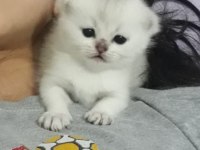 Beş kuşak secereli british shorthair bebekleri
