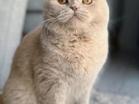 Güzel british shorthair oğluma bakıcı aile arıyoruz