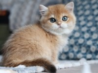 Bal Rengi Golden British Shorthair 