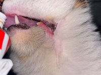 MIRMIR KEDİMİZ YUVA ARIYOR KAYSERİ VE ÇEVRE İLLER