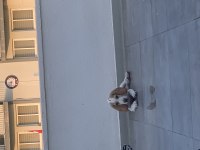 5 aylık beagle tüm aşıları yapıldı