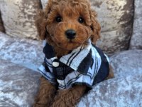 Toy Poodle Bebeklerimiz
