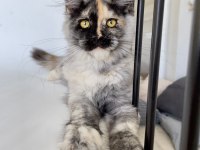 XL Mainecoon Yavruları