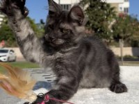 Maine coon erkek black smoke pet şecereli