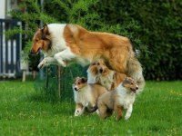 Rough Colie Lassie