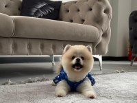 Erkek pomeranian boo party colour