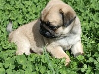 Şaşkın bakışlım pug yavrularım