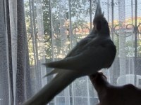 100 günlük yavru albino sultan papağanı