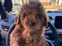 Toy Poodle yavrular