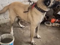 A Kalite Kangal Köpeği