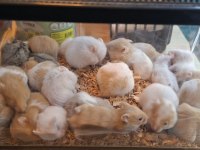 Suriye Hamster Yavrularımız