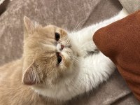 Exotic Shorthair Dişi 3 Yaşında