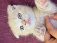 Scottish Fold Sağlıklı Ev Kedilerim