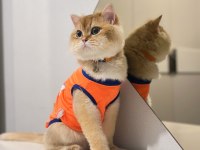 British Longhair Ny11 Golden Shaded Erkek Kısır 1 Yaş