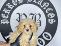 Irk garantili toy poodle yavruları