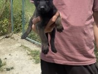 Koyu Maskeli A Kalite Malinois Yavrular