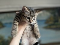 British shorthair yavrularım yuvalarına gitmeye hazırlar