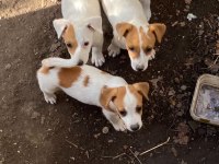 Safkan Jack Russell