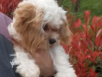 MALTİPOO BEŞ AYLIK DİŞİ