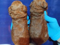 Koyu kahverengi Toy Poodle yavrusu yeni yuvasını arıyor